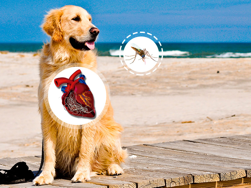 blog-filarosis