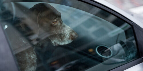 QUE PUEDO HACER SI VEO A UN PERRO DENTRO DE UN COCHE CERRADO?, VETERINARIO  SEVILLA, CLINICA VETERINARIA SEVILLA