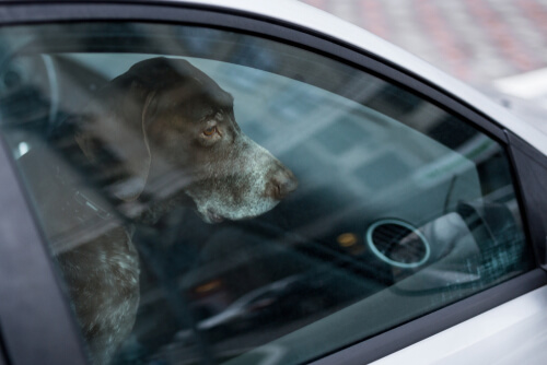 dejar-a-un-perro-en-el-coche
