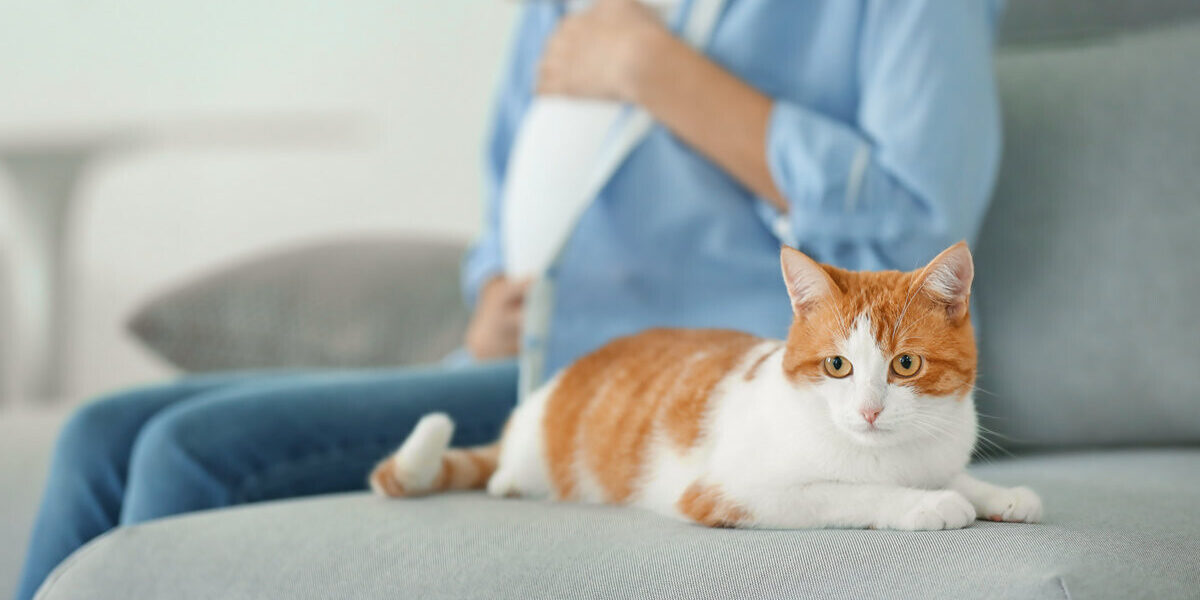 Cute cat and blurred pregnant woman on background