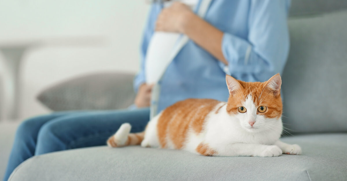 Cute cat and blurred pregnant woman on background